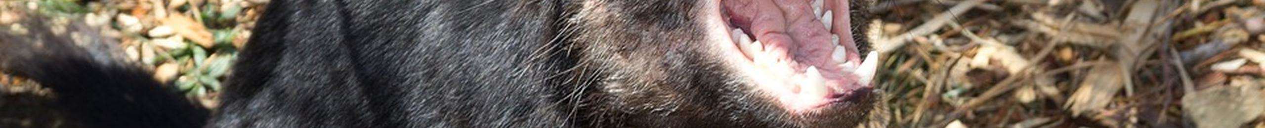 banner images