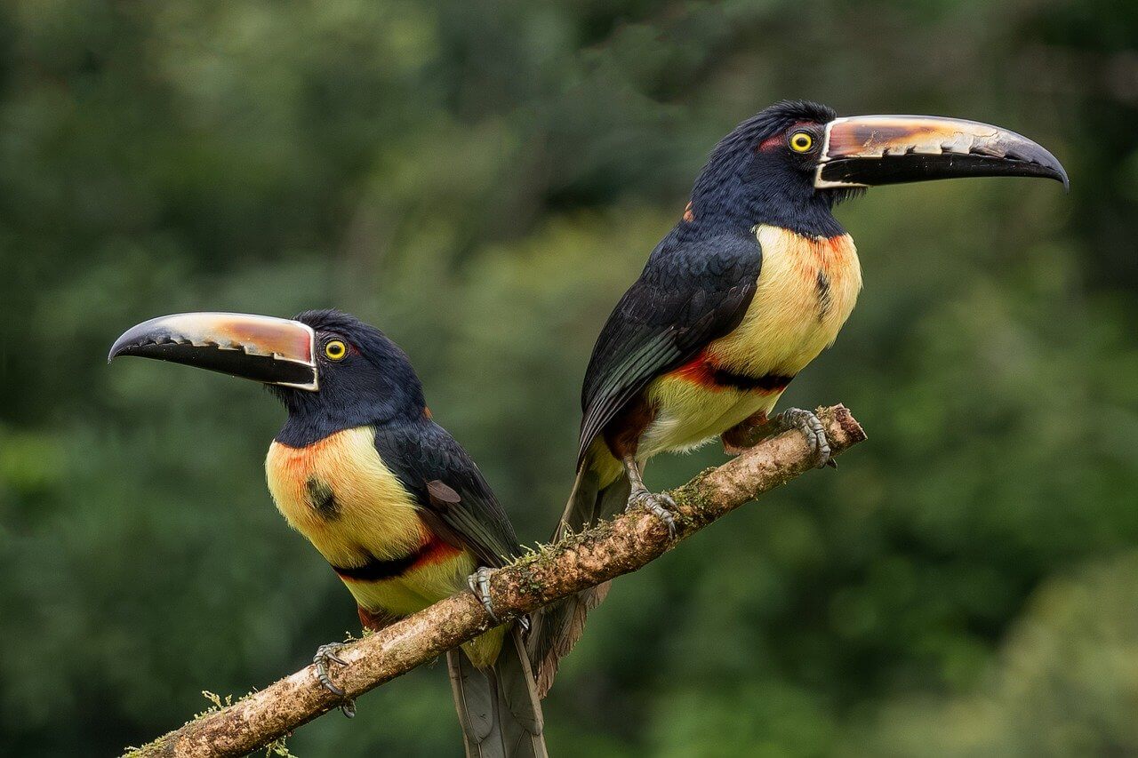 Molloy Costa Rica 2026