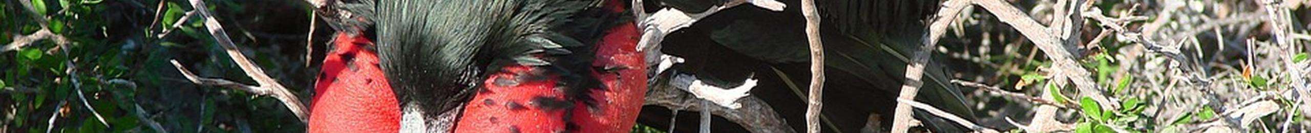 banner images